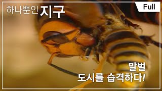 [하나뿐인 지구] 말벌, 도시를 습격하다! 20110913