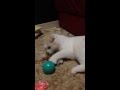 またたび付きのネズミさんにメロメロなスコティッシュフォールドの子猫 みるきぃ☆