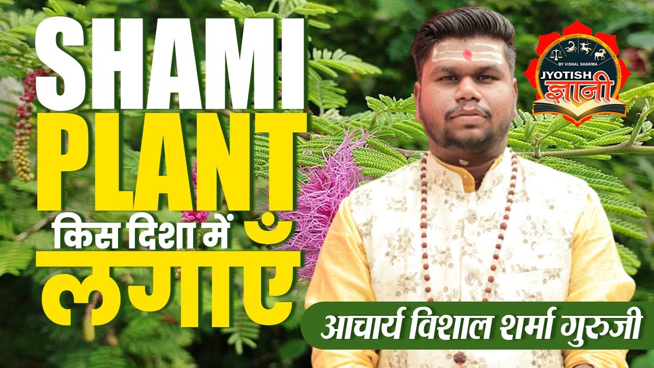 Shami Plant ko kis Disha me lagaye Astrology Jyotish gyani शमी का