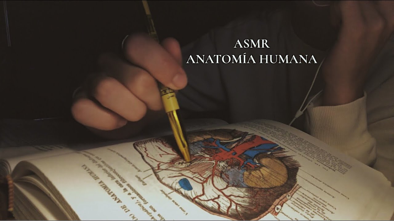 ASMR | Anatomía Humana en soft spoken. [MEDICINE to help you sleep]