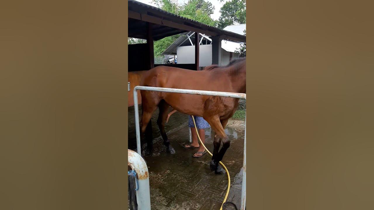 HOW TO WASH A HORSE FOR BEGINNERS EQUESTRIAN HORSE LOVER HORSE RACING