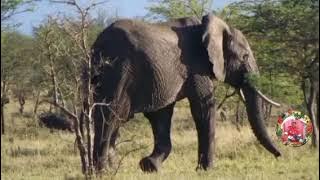 SUPER TEMBO NZIKU JANE   0688201604.  MBASHA STUDIO