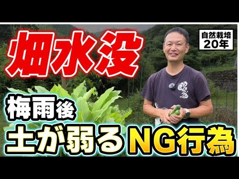 自然栽培実施20年のノウハウ教えます - YouTube