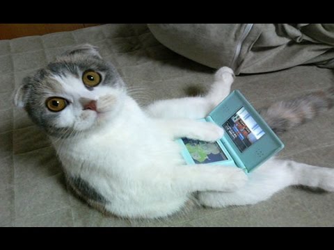 Funny Cats Compilation Gatti Pazzi Funny Cats Compilation Gatti Pazzi