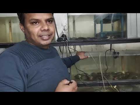 Pearl Farmer Shares How To Grow World Class Pearls in a Small Glass Tank