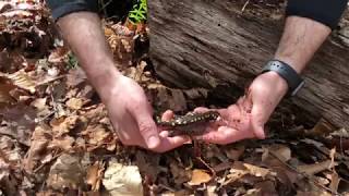 SaminalPlanet Species Profile: Spotted Salamander (Ambystoma maculatum) by Sam Sheikali 12,665 views 6 years ago 1 minute, 46 seconds