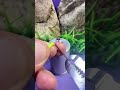 Hard Wire Connection On Screw Terminal Tips #shortvideo #wireworks