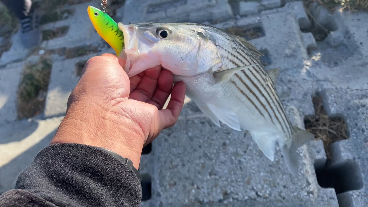 Striped bass fishing in the San Francisco Bay Area. Summer fishing for striped  bass/halibut fishing. 