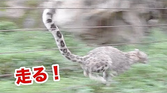 ヒョウ ジャガー ピューマ チーターの動画 Youtube