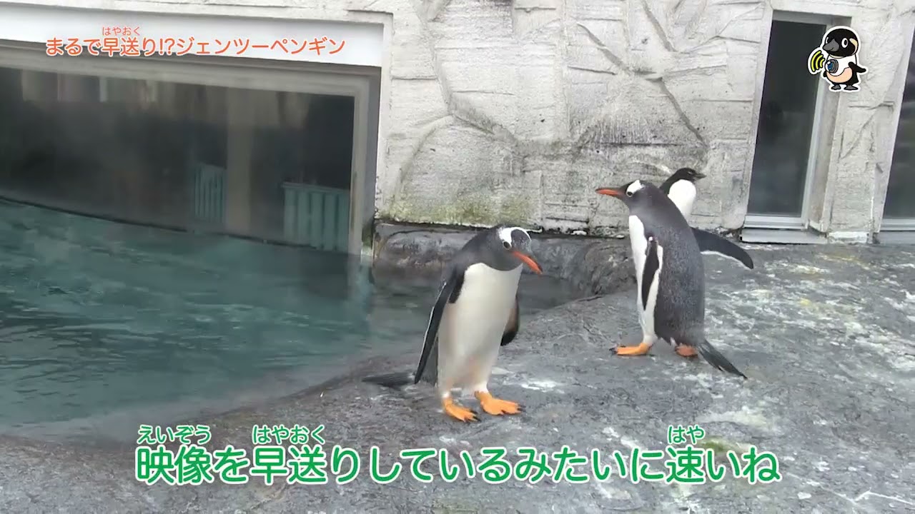 ジェンツーペンギンのマトリョーシカ Amazon.co.jp: COLLECTA Collcta ジェンツーペンギン 5.5cm×5.5cm
