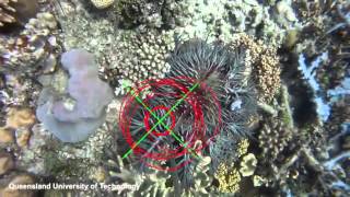 Watch the seek and destroy robot hunt crown of thorns starfish. screenshot 3