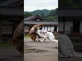 興奮する猫をなだめる猿がおもろすぎ😆 #animals #shorts #cat #nature
