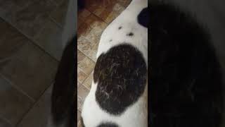 Щетка для собак Kong Zoom Groom Large Щетка для собак Kong Zoom Groom Large