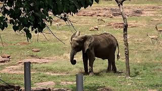 Desert Elephant of Mali - Zoo National du Mali, Bamako