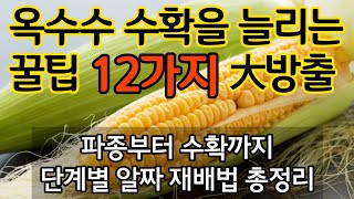 옥수수의 수확량을 늘리는 꿀팁 12가지 대방출 - 파종부터 수확까지 단계별 알짜 재배법 총정리 by 광닭이 15,258 views 4 weeks ago 11 minutes, 14 seconds