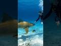 Lemon Shark: The Friendly Shark You Didn’t Expect 🦈 #oceancreatures #wildlife #shark #facts #shorts