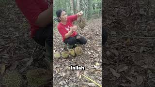 Sama Duri durian kita Edak #viral #comedy