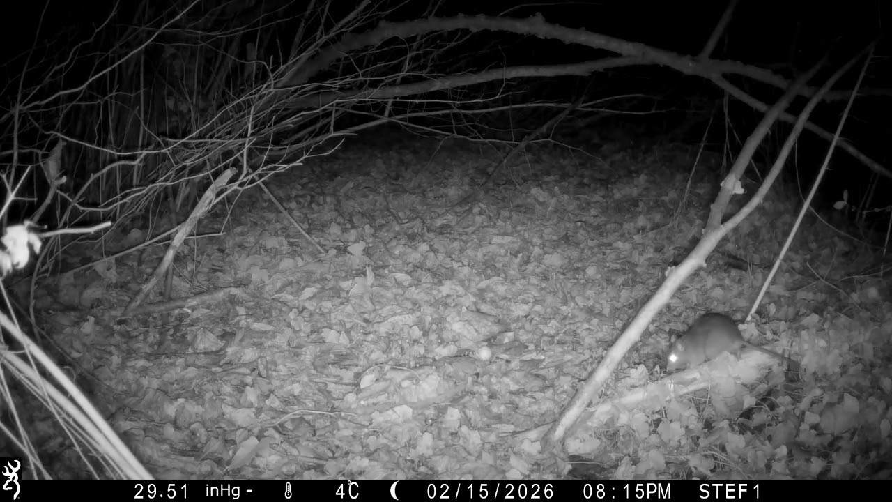 TOPO - 15/02/2026 - 20:15