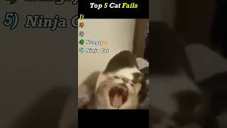 Top 5 Cat Fails That Will Make Your Day! 😹