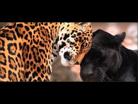 Attack Jaguar animal - Amazing Jaguar Hunting - YouTube