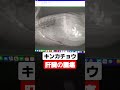 大阪 小鳥の救急病院 キンカチョウ お腹の膨らみ 肝臓の腫瘍?? #shorts