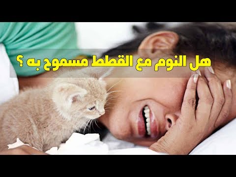 فيديو: حقائق غريبة عن قطتي: لماذا تنام قطتي على رأسي