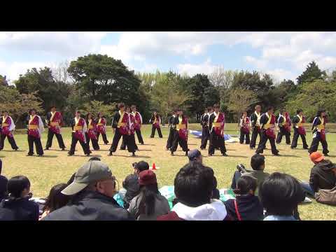 九州看護福祉大学 飛羽隊 2018川棚菜の花よさこい
