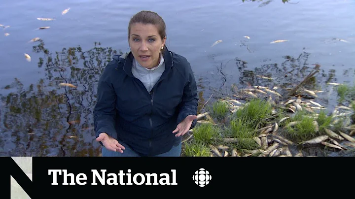 Massive fish kill in N.S. river blamed on inadequate ladder