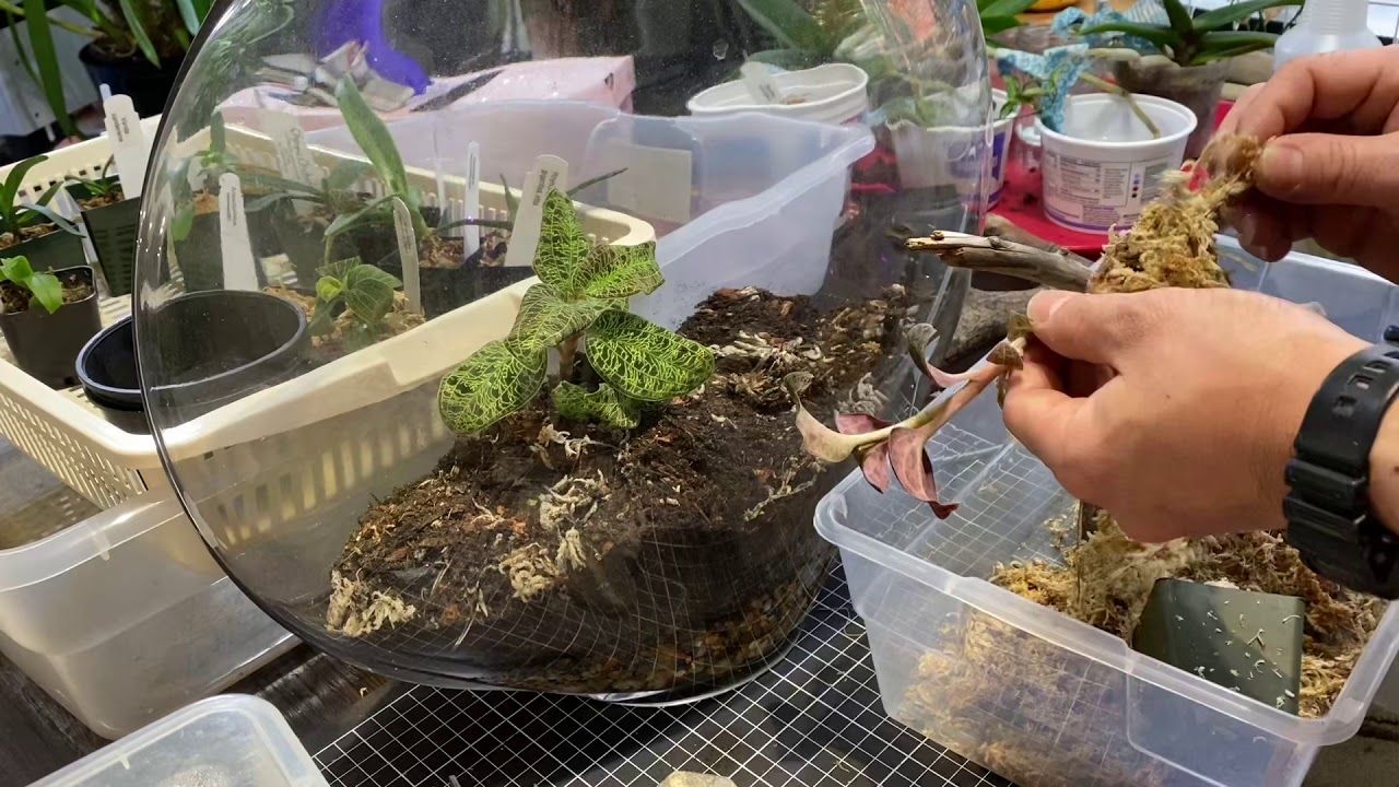 Let’s make Jewel Orchids Terrarium! 