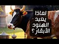 هل تعلم ما القصة وراء عبادة الأبقار في المعتقدات الهندوسية 