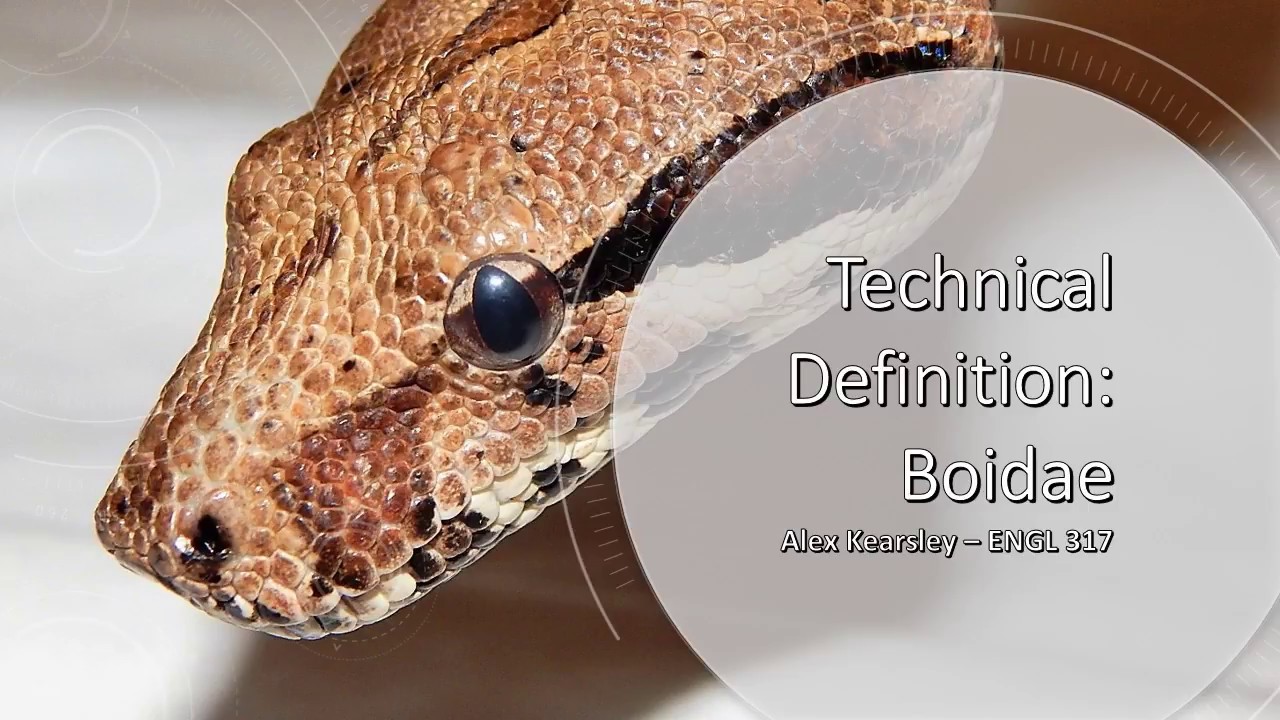Technical Definition: Boidae - YouTube
