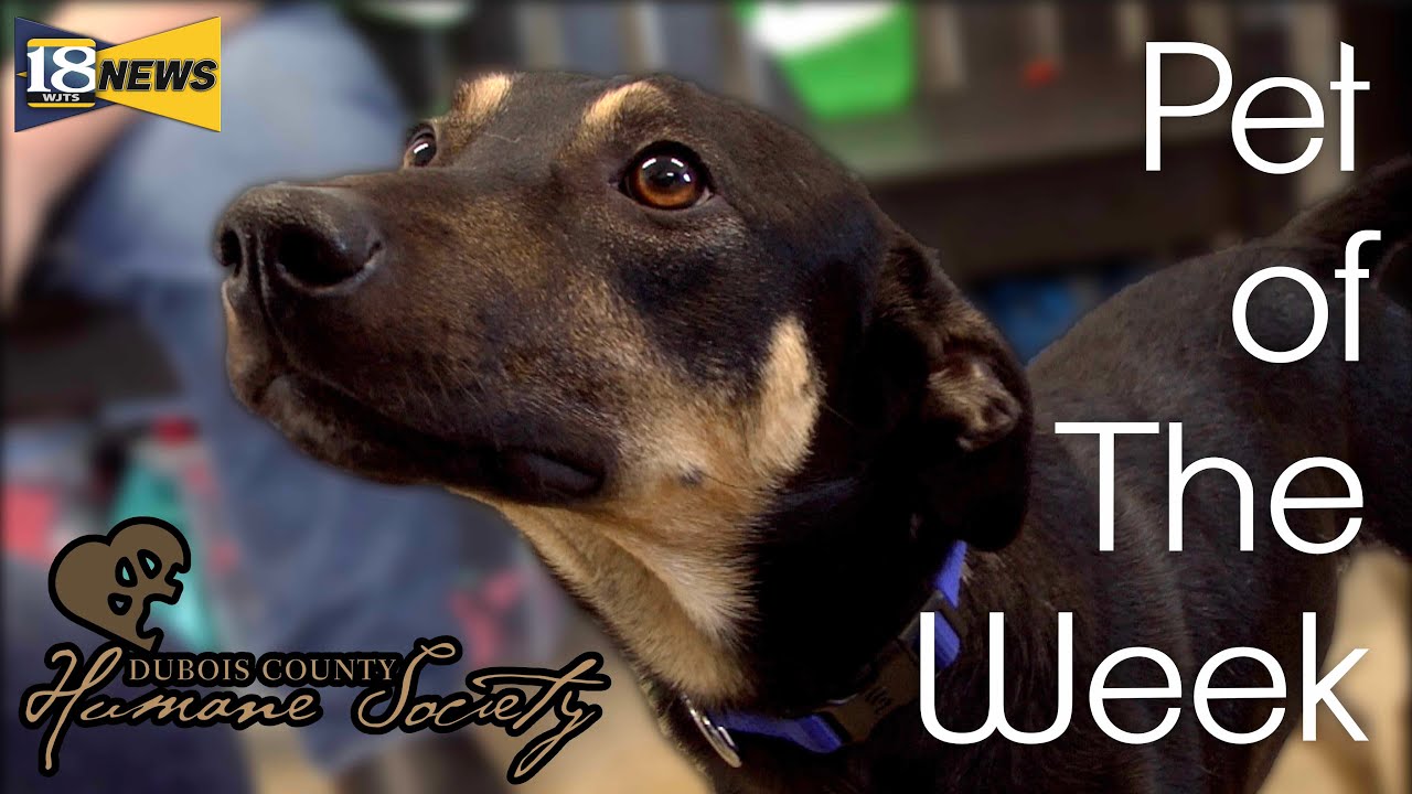 Meet rosco the dubois county humane society pet of the week youtube