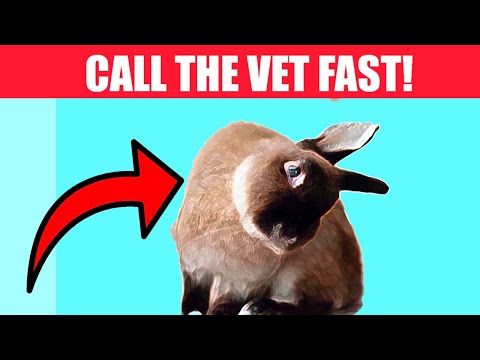 Video: Kas mu Bunny Sick?