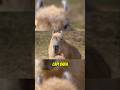 The Surprising Secrets of Capybaras