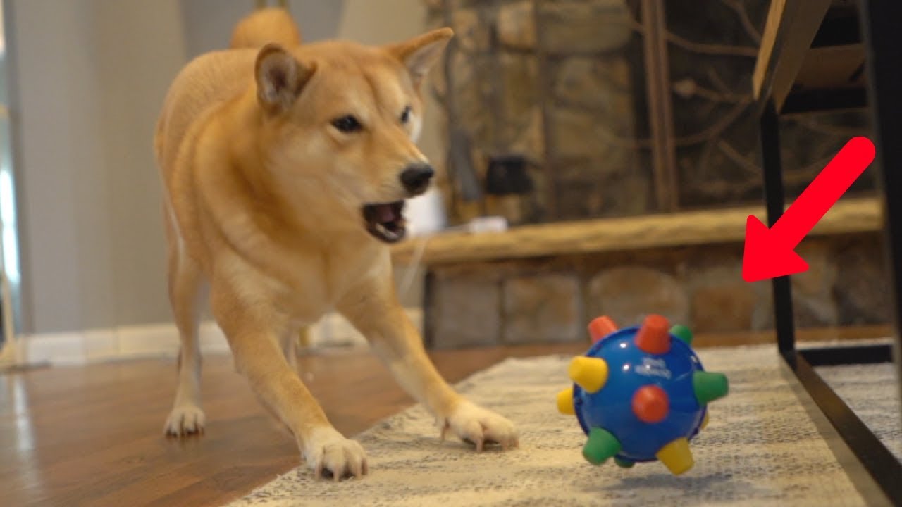 Dog Reacts to EXTREMELY Bouncy Ball 