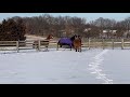 Izzy &amp; Salli - BLM Mustangs playing in the Snow
