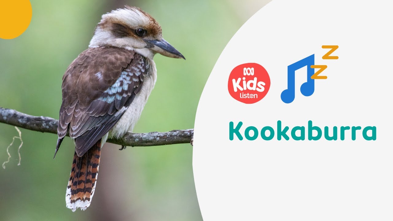 Indigenous Lullabies Abc Kids Listen Indigenous Lullabies Abc Kids Listen