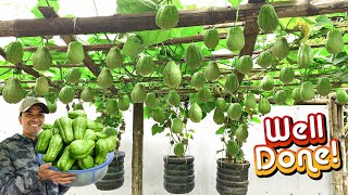 มันบ้ามาก Chayote และมันฝรั่งของฉันให้ผลผลิตเป็นสองเท่าแม้ว่าจะไม่มีสวนก็ตาม