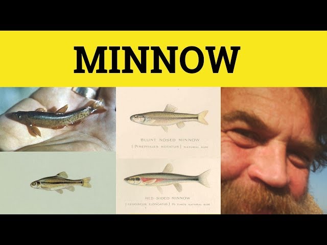 🔵 Minnow - Minnow Meaning - Minnow Examples - Minnow Phoxinus