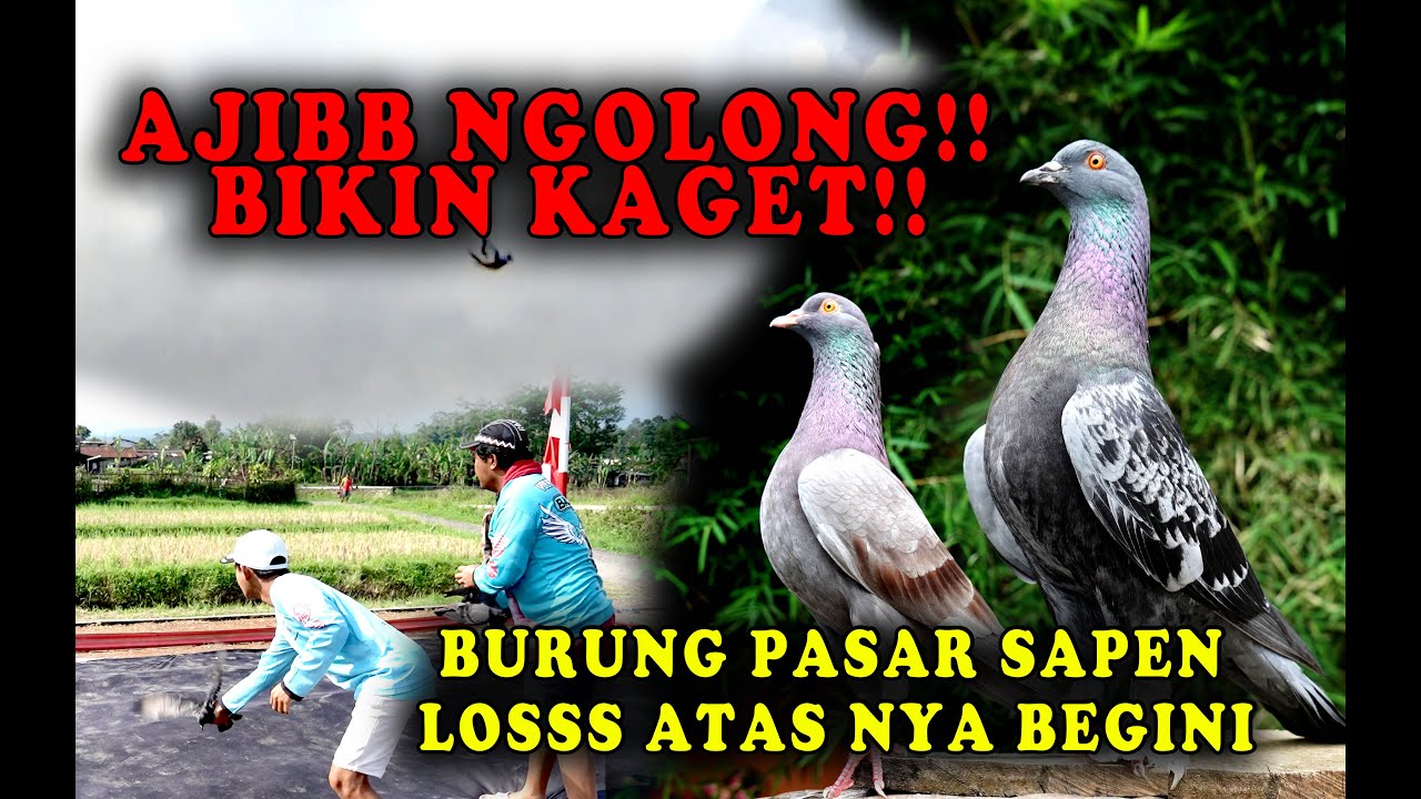 MERPATI HASIL DARI PASAR SAPEN BISA NGOLONG!!