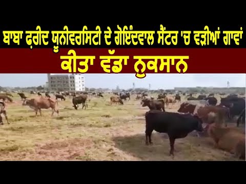 Baba Farid University के Goindwal centre में घुसी गायें, किया बड़ा नुकसान