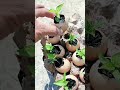 Creative Idea: Growing Plants Using Eggshells 🌱🥚