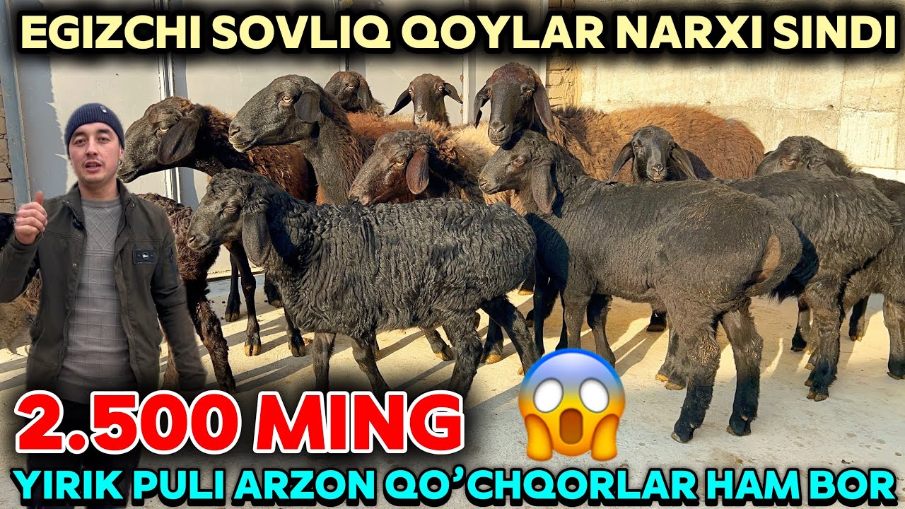 QAHRAMON EGIZCHI QOYLAR VA YIRIK QO’CHQORLAR NARXINI YORVORDI😱SHOSHILING