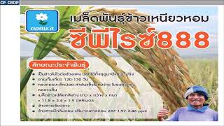 ข้าวเหนียวซีพีไรซ์888 screenshot 5