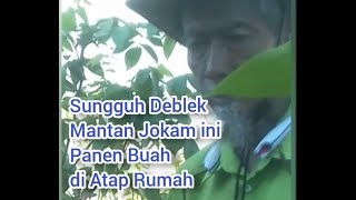 Mantan Jokam Di Komplek Ini Sungguh Deblek Panen Buah Di Atap Rumah