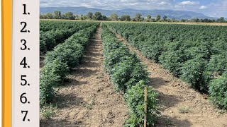 ⭐7 things to know before starting hemp farm 🍀 Successful Story ✅ European Top Shelf CBD farm 🇧🇬