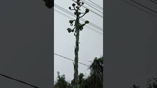 Alcohol Plant in Mexico 🍾 #teluguvlogs #winemaking #shorts