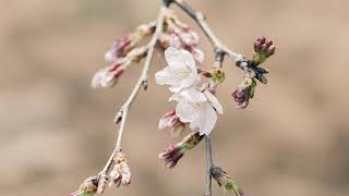 Japan Spring 2019 Slideshow