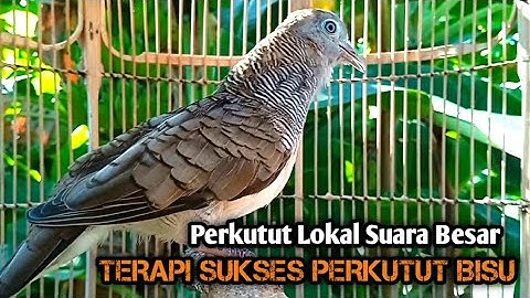 Perkutut Lokal GACOR suara Besar Ampuh memanggil Lawan EMOSI MANGGUNG PANCINGAN PERKUTUT LOKAL