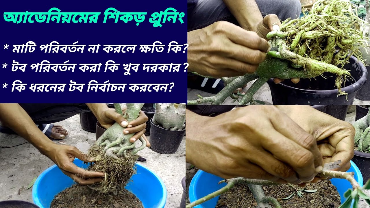 Easy Way Adenium Root Pruning How To Prune Adenium Plant YouTube